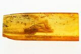 Detailed Fossil Winged Termite (Isoptera) In Baltic Amber #272633-1